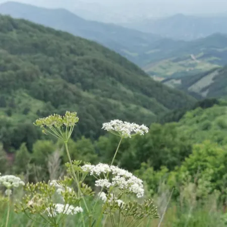 Jelen Milmari P40 Apartment Kopaonik
